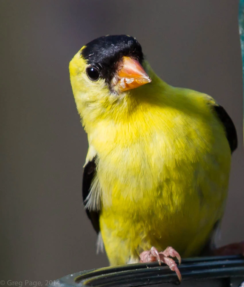 Birds-1.jpg