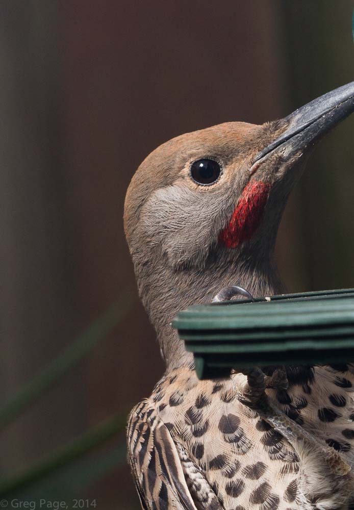 Birds-1-2.jpg