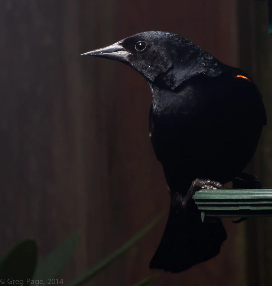 Birds-2-2.jpg