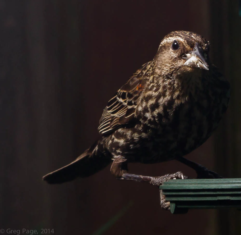 Birds-4-2.jpg