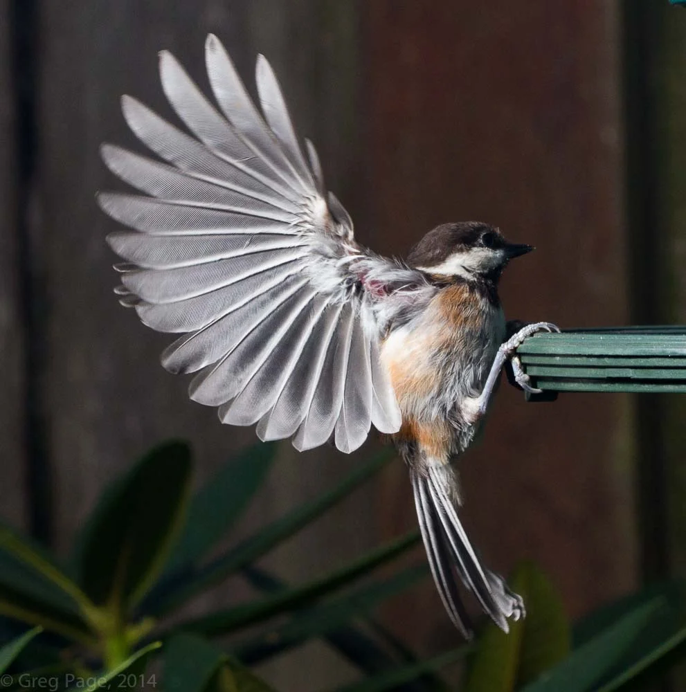 Birds-5-2.jpg
