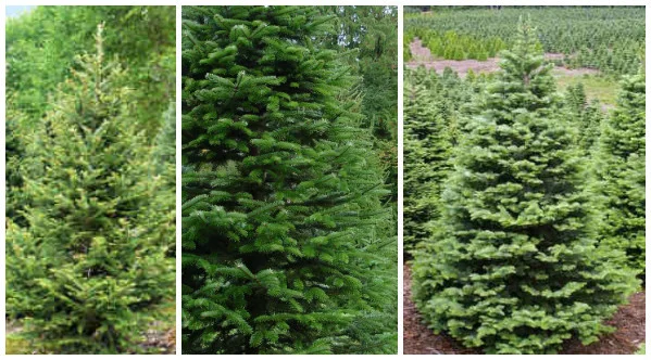 trees.jpg