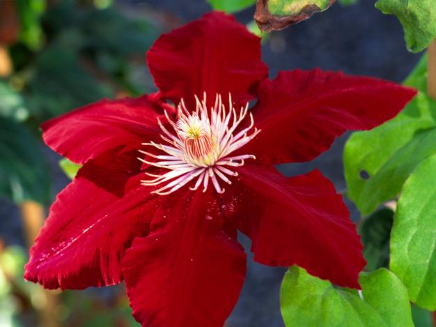 This "Queen of the Climbers" is Clematis Rebecca with stunning bright red 5-7" flowers. Height: 6-8' Spread: 4' Bloom time: Mid-Spring to Early Summer Light: Full Sun Zone:4-10.