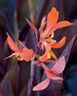 Canna.jpg