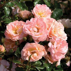 Peach-Drift-Rose.jpg