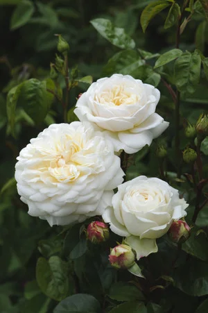 whiterose.jpg