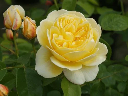 yellow+rose.jpg