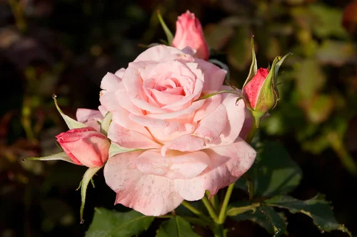 Bridal_pink_-_morwell_rose_garden.jpg