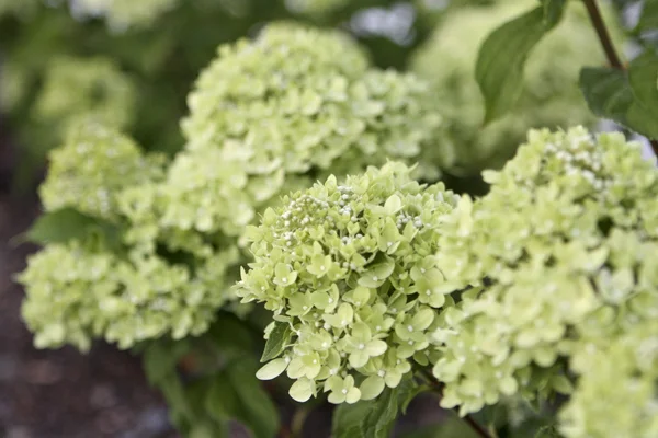 HydrangeaLittleLime2.jpg