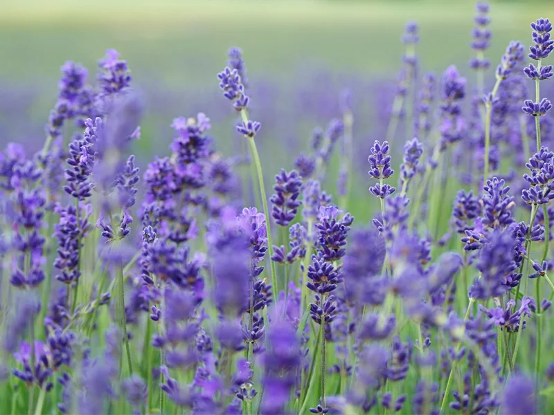 lavender.jpg