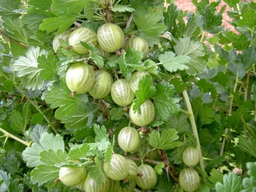 gooseberry.jpg