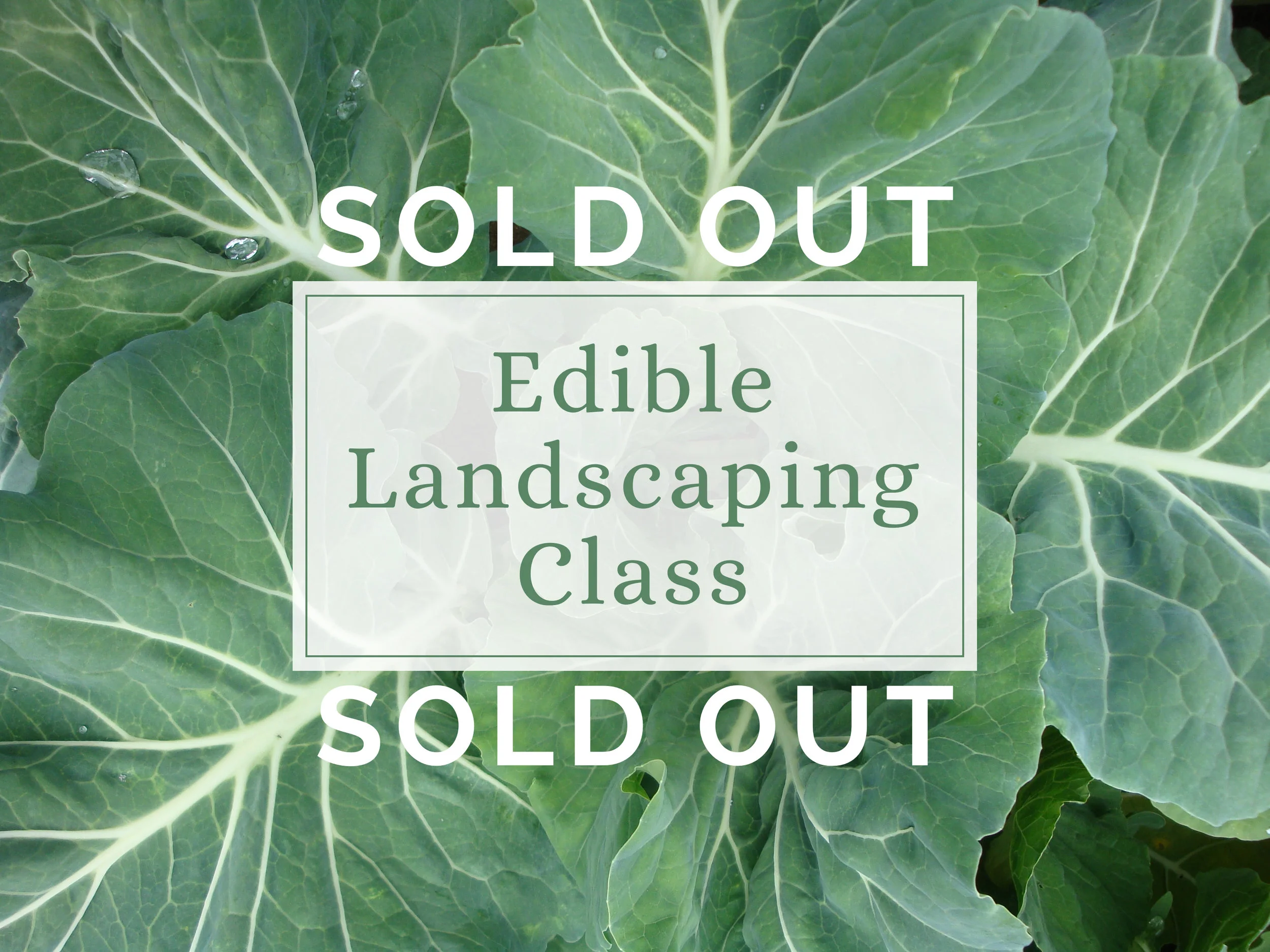 edible landscaping class sold out.jpg