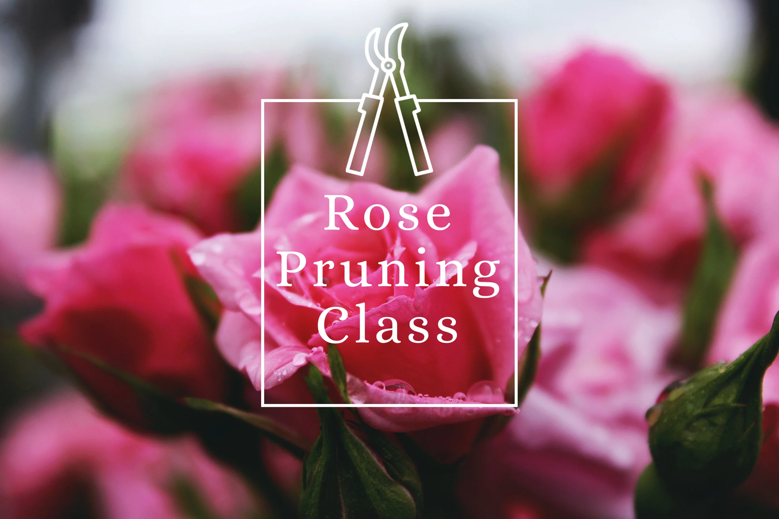 rose pruning class.jpg