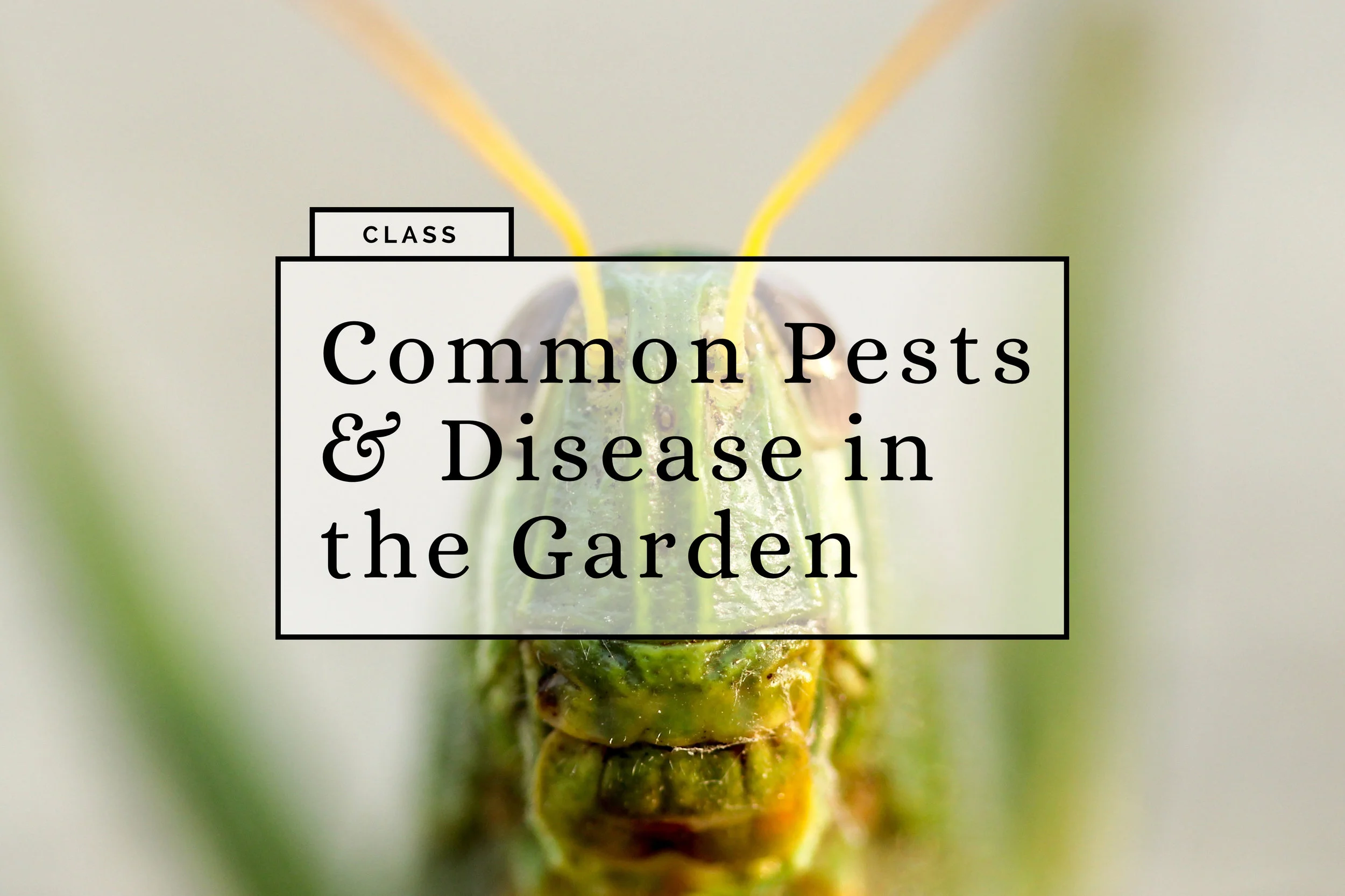 common pests and disease.jpg