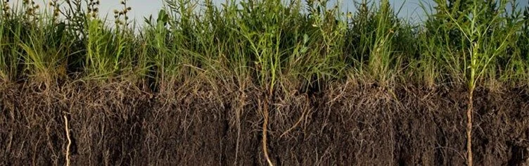 soil.jpg