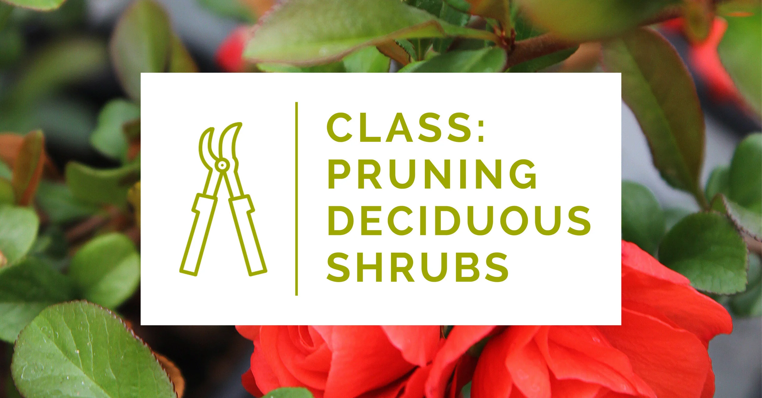 pruning deciduous shrubs.jpg