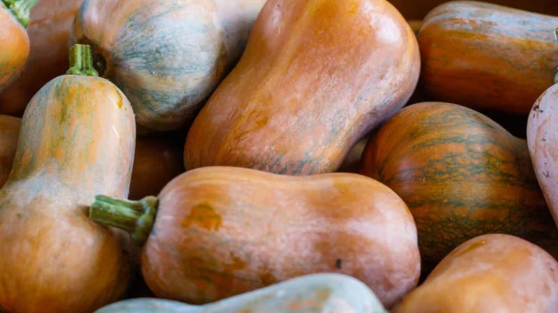 Honeynut-Squash-800x450.jpg