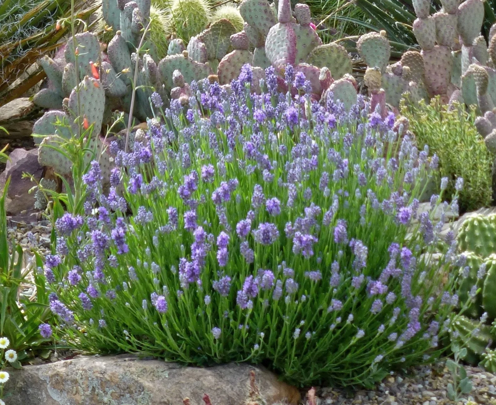lavender-wee-one-plant-select-1-2.jpg
