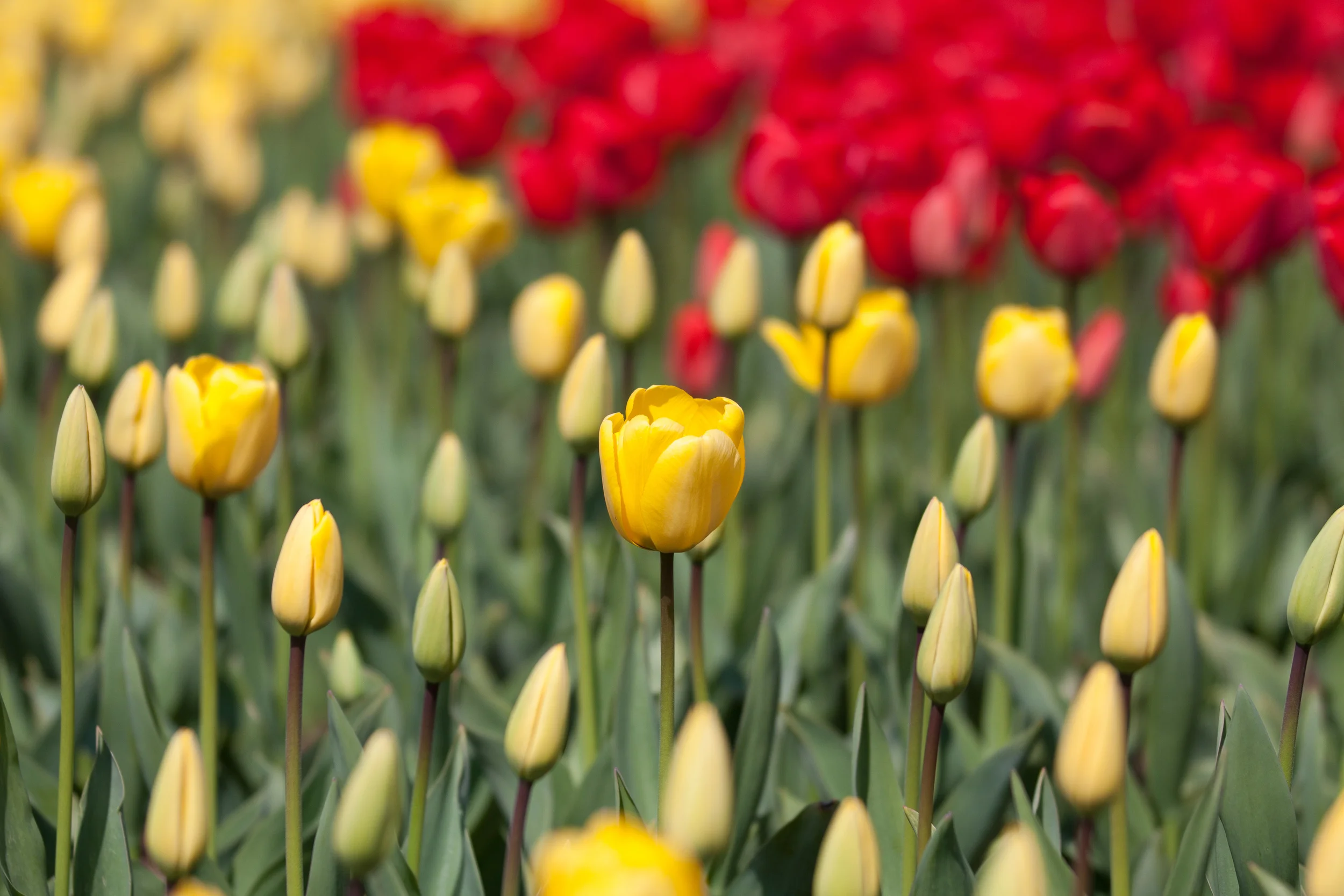 20110204SkagitValleyTulips05-2.jpg