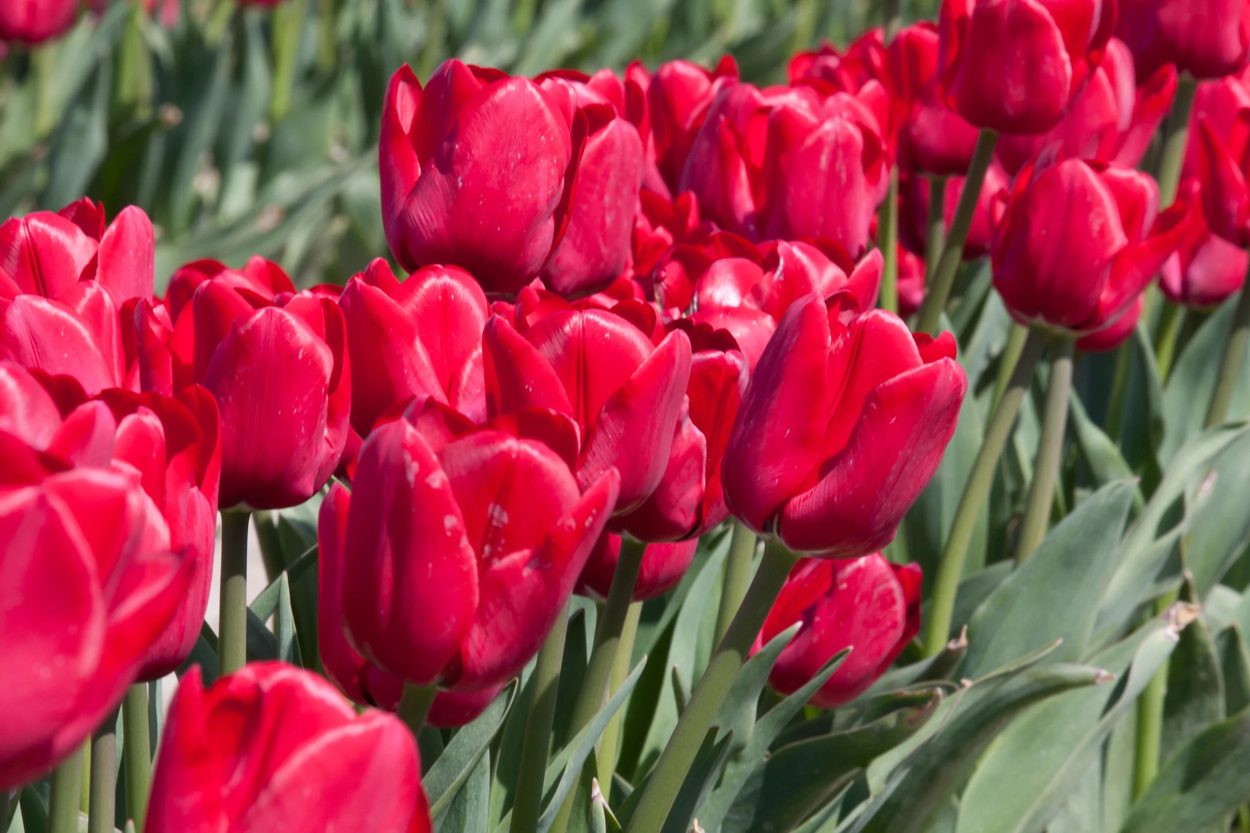 20110204SkagitValleyTulips29-5.jpg