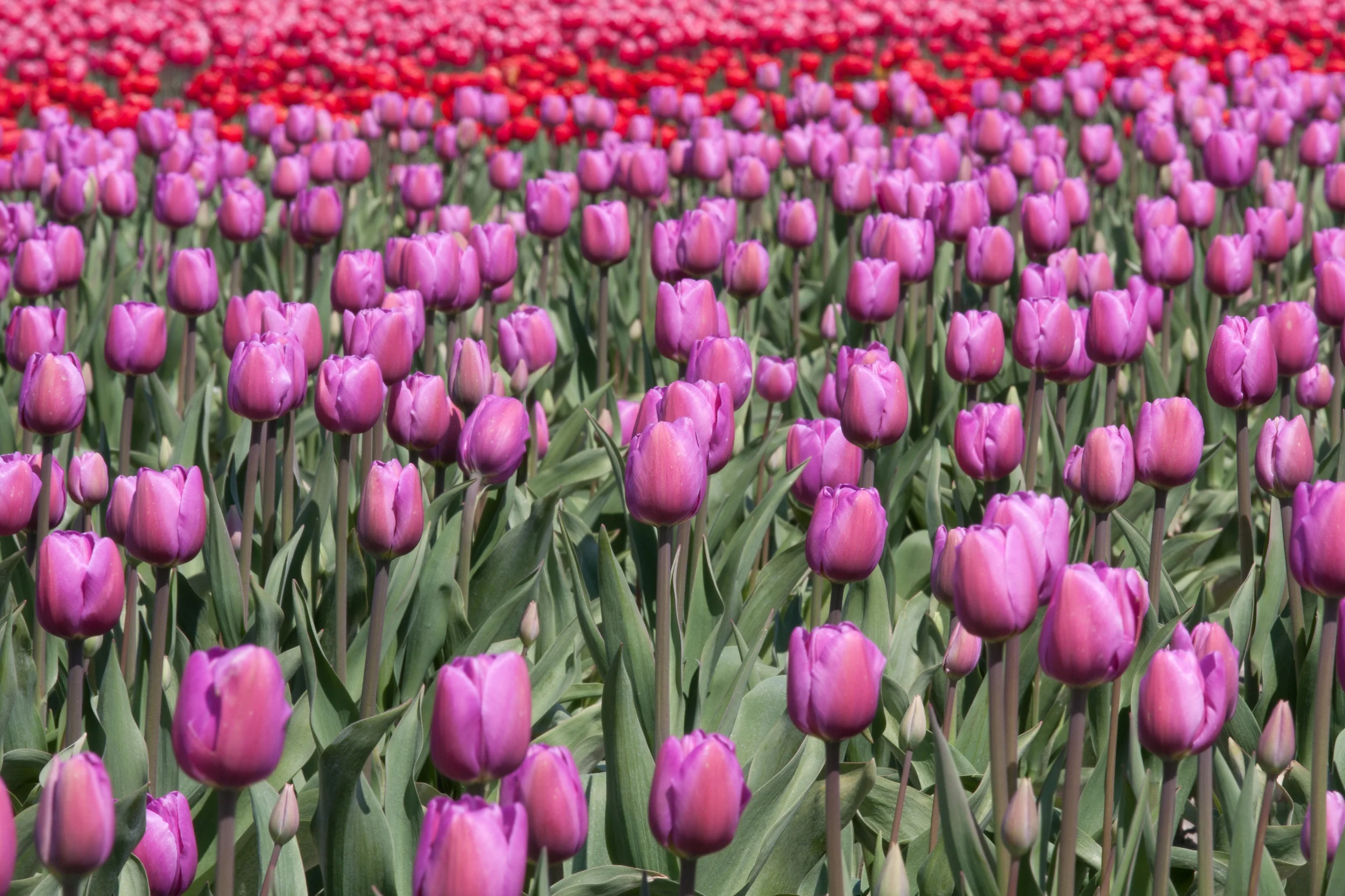 20110204SkagitValleyTulips34-6.jpg
