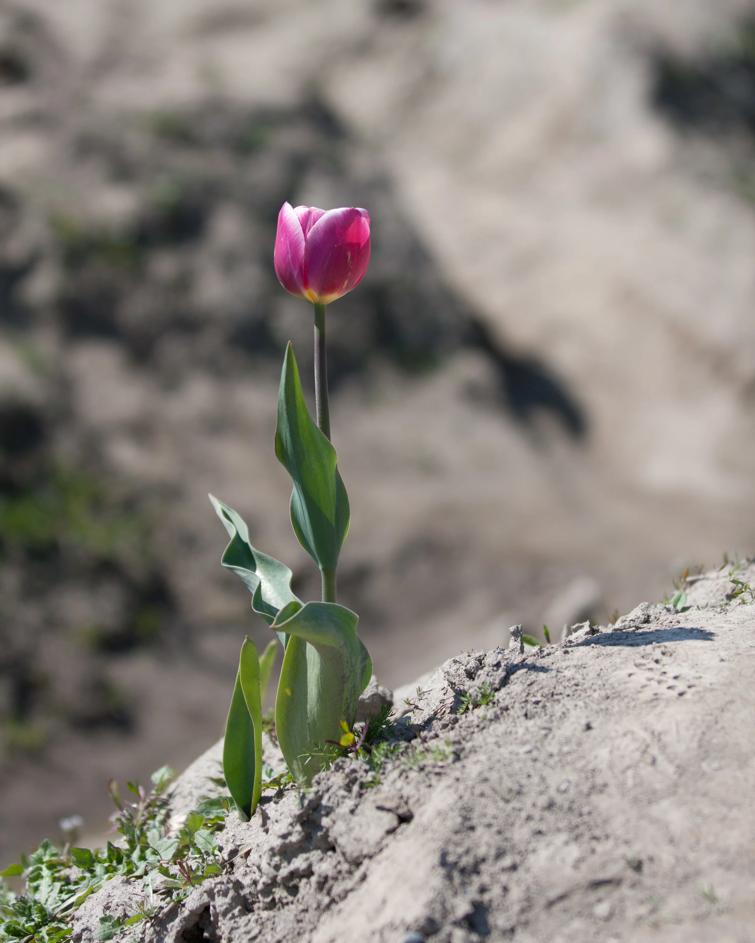 20110204SkagitValleyTulips38-8.jpg