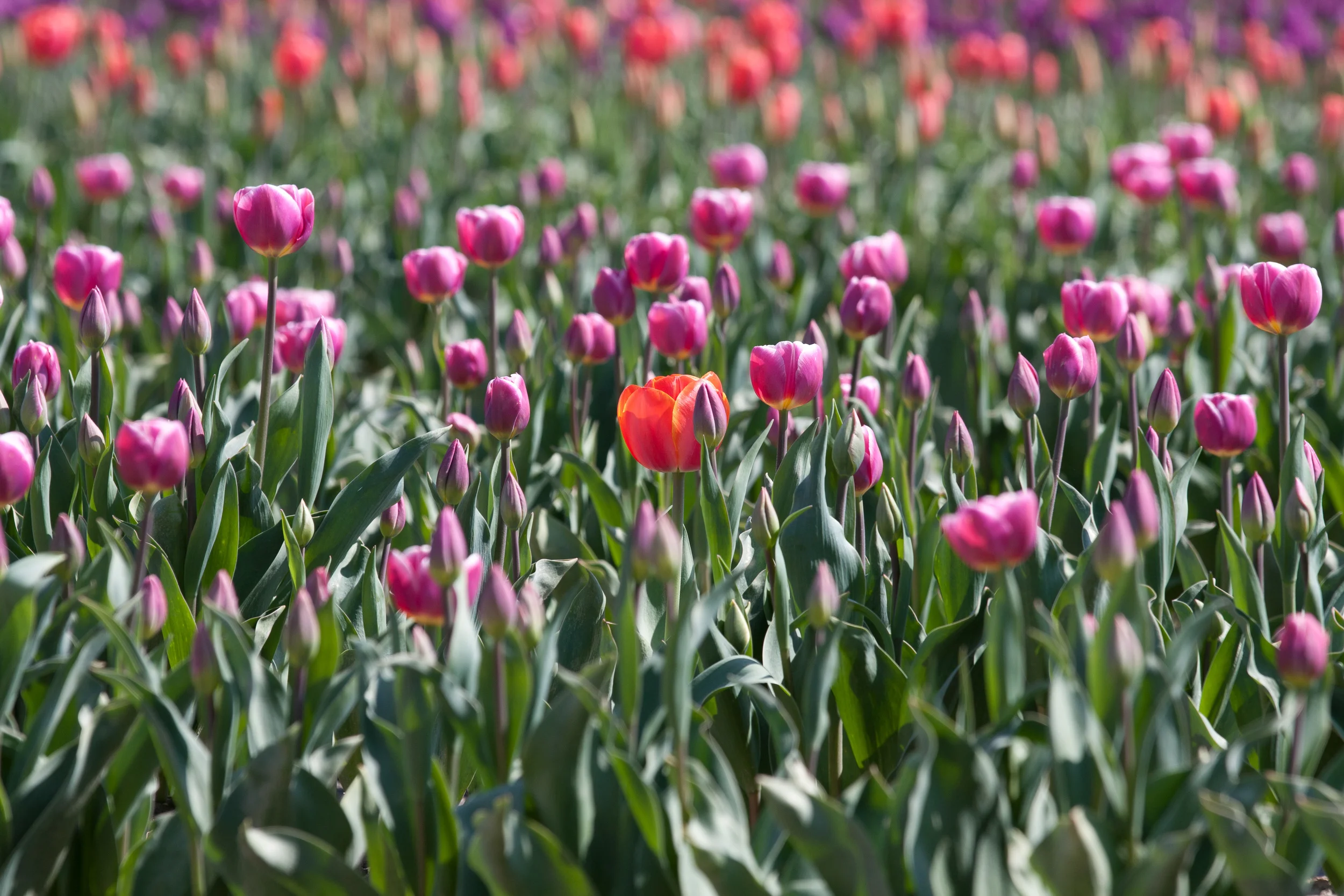 20110204SkagitValleyTulips45-10.jpg