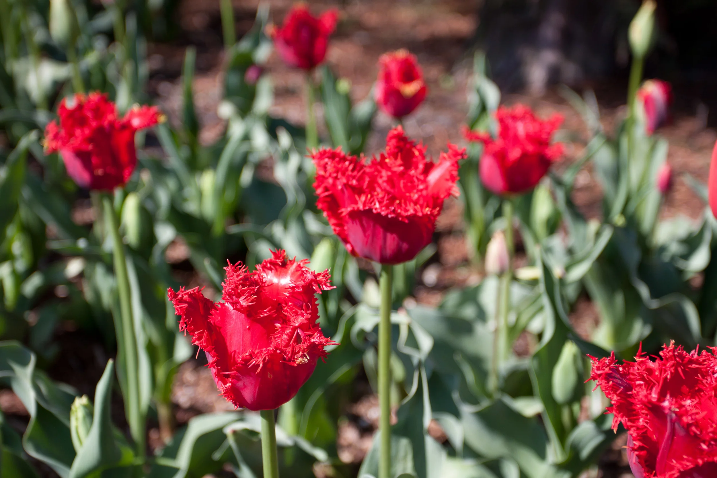20110204SkagitValleyTulips108-12.jpg