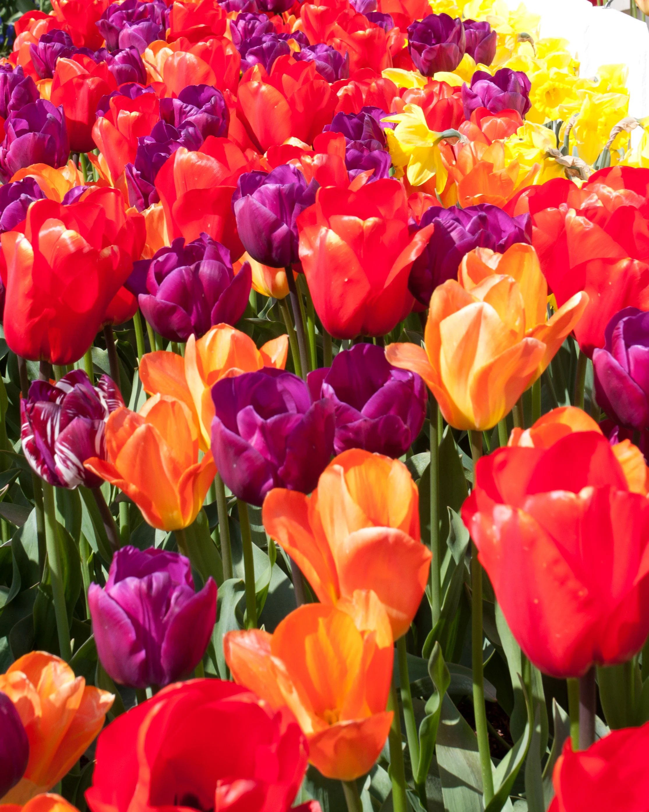 20110204SkagitValleyTulips115-13.jpg