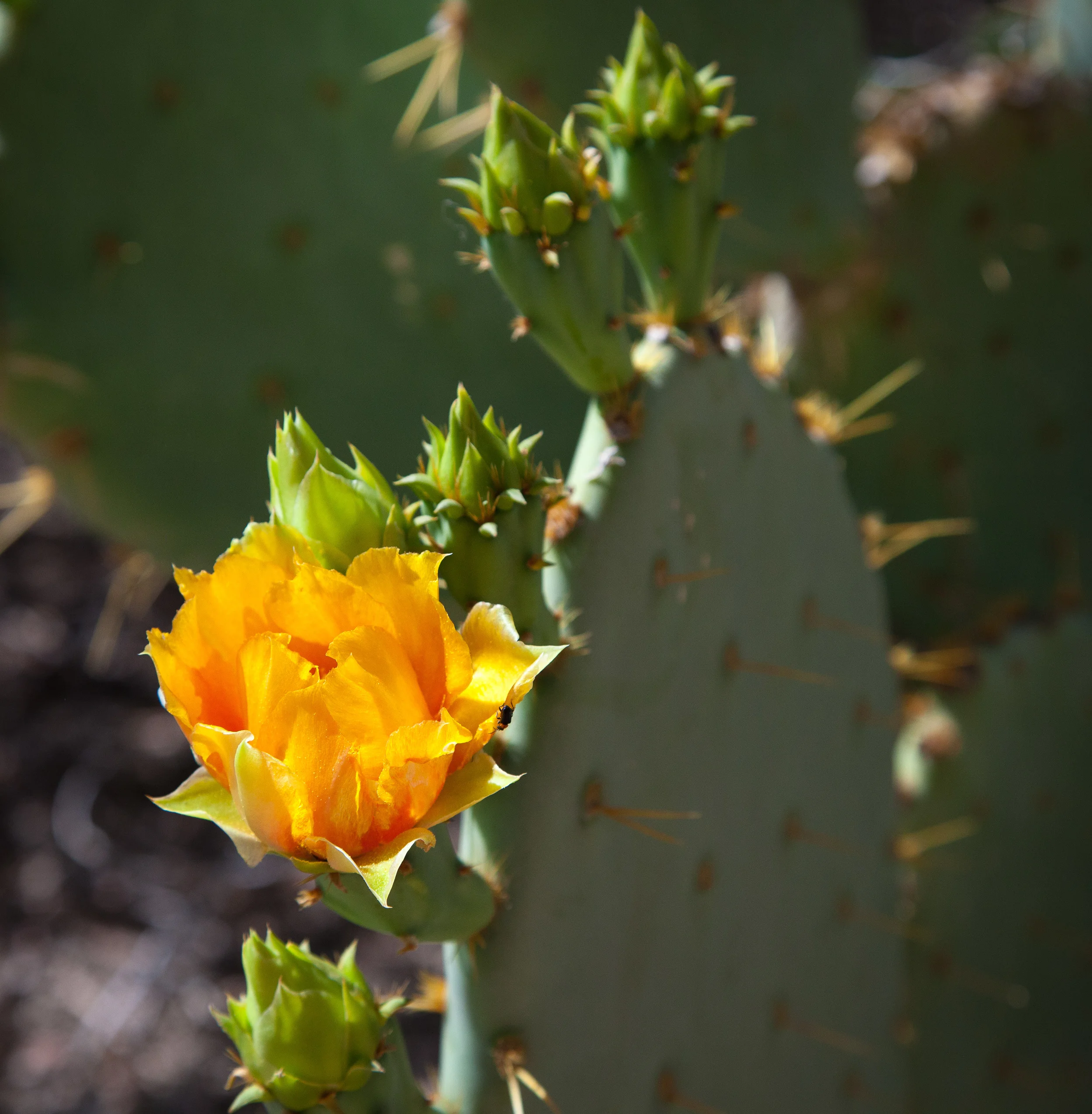 DBG-April2013-4-1.jpg