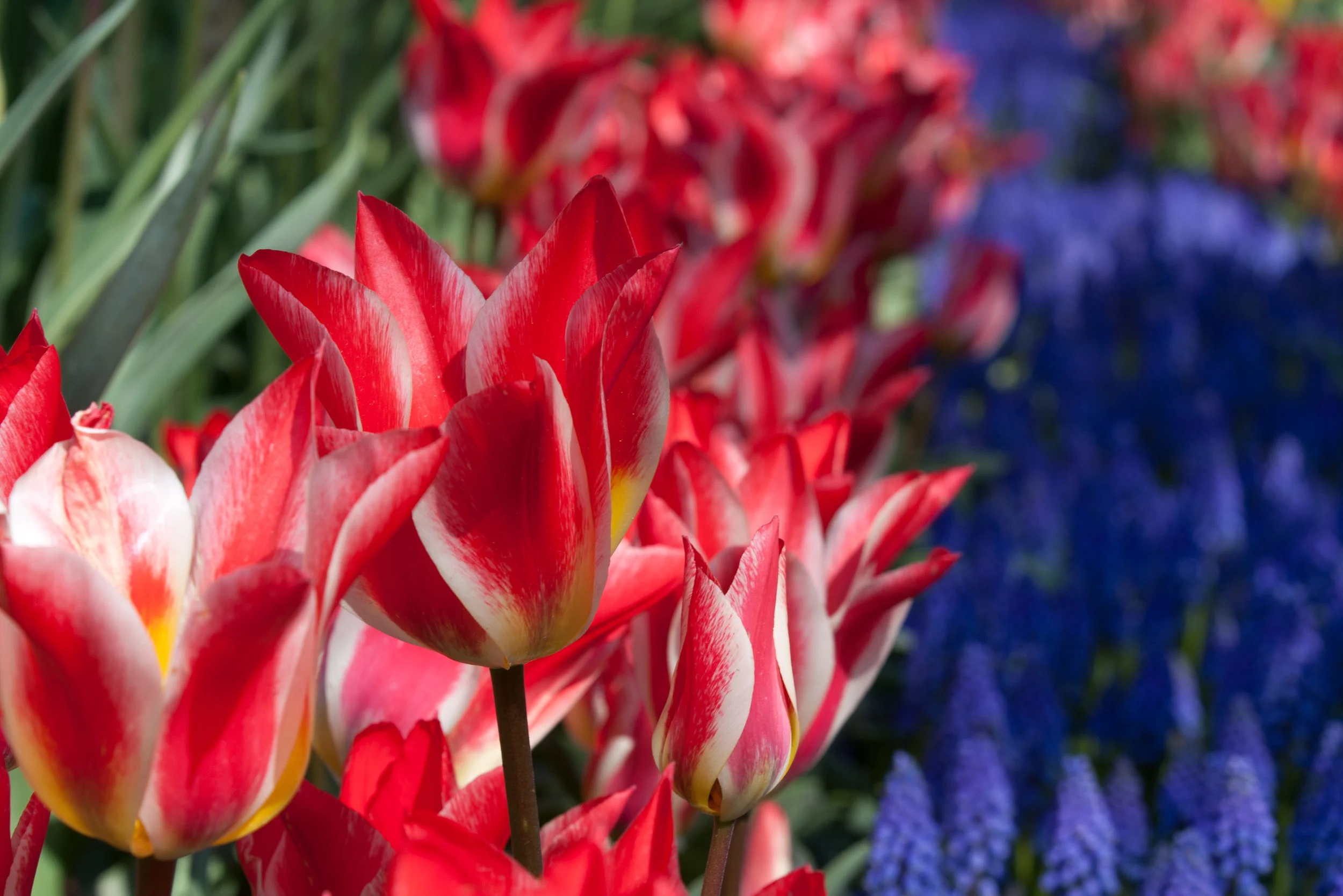 20110204SkagitValleyTulips146-1.jpg