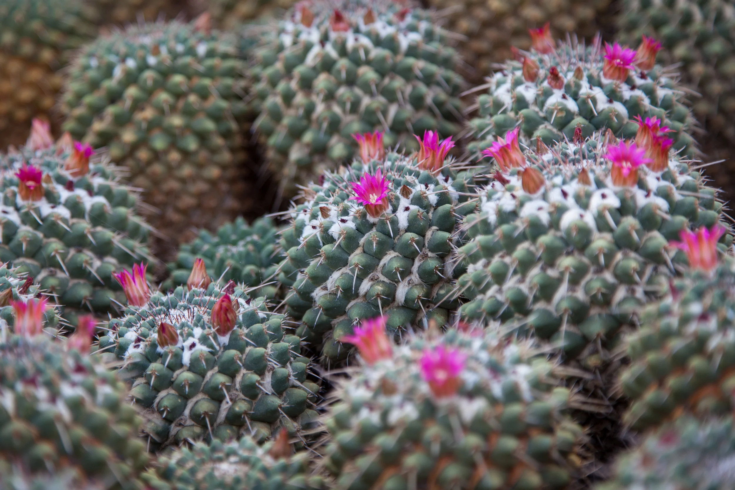 Found these miniature cacti with tiny blooms....trying to show the big boys.