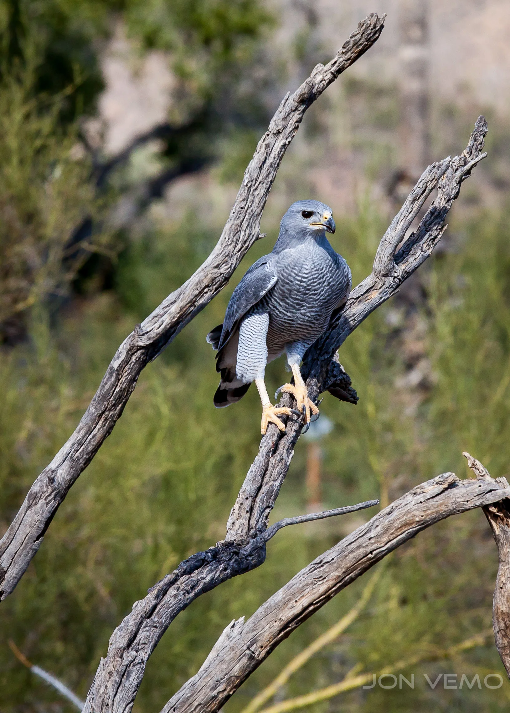 Grey Hawk