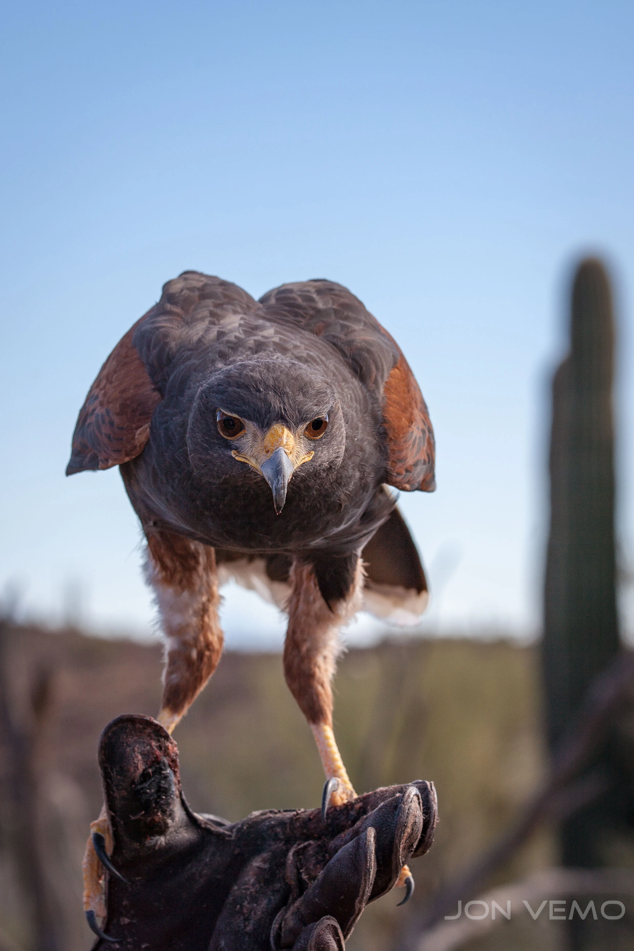 Red Tailed Hawk