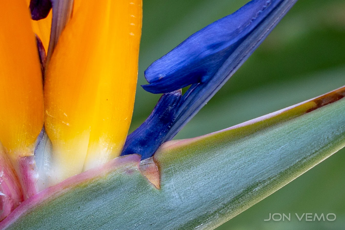 BackYardMacro-116.jpg