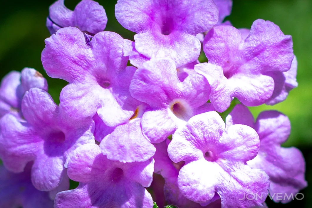 BackYardMacro-108.jpg