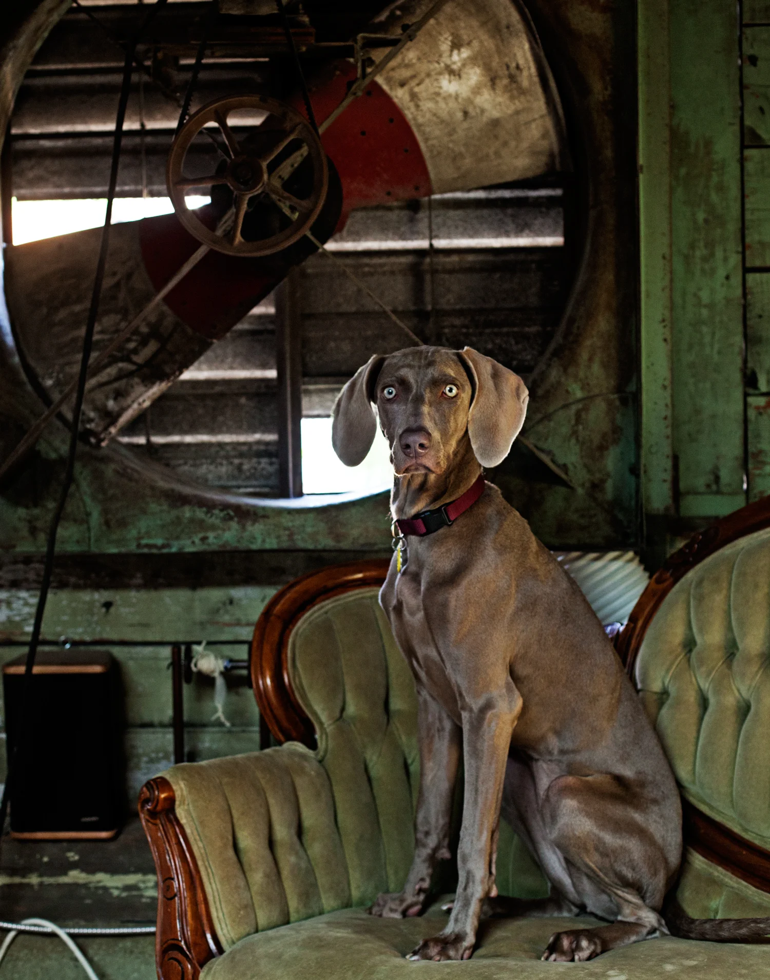 Han Starnes of Josi Faye's dog Meg. Josie Faye produces small batch handworked knitwear.