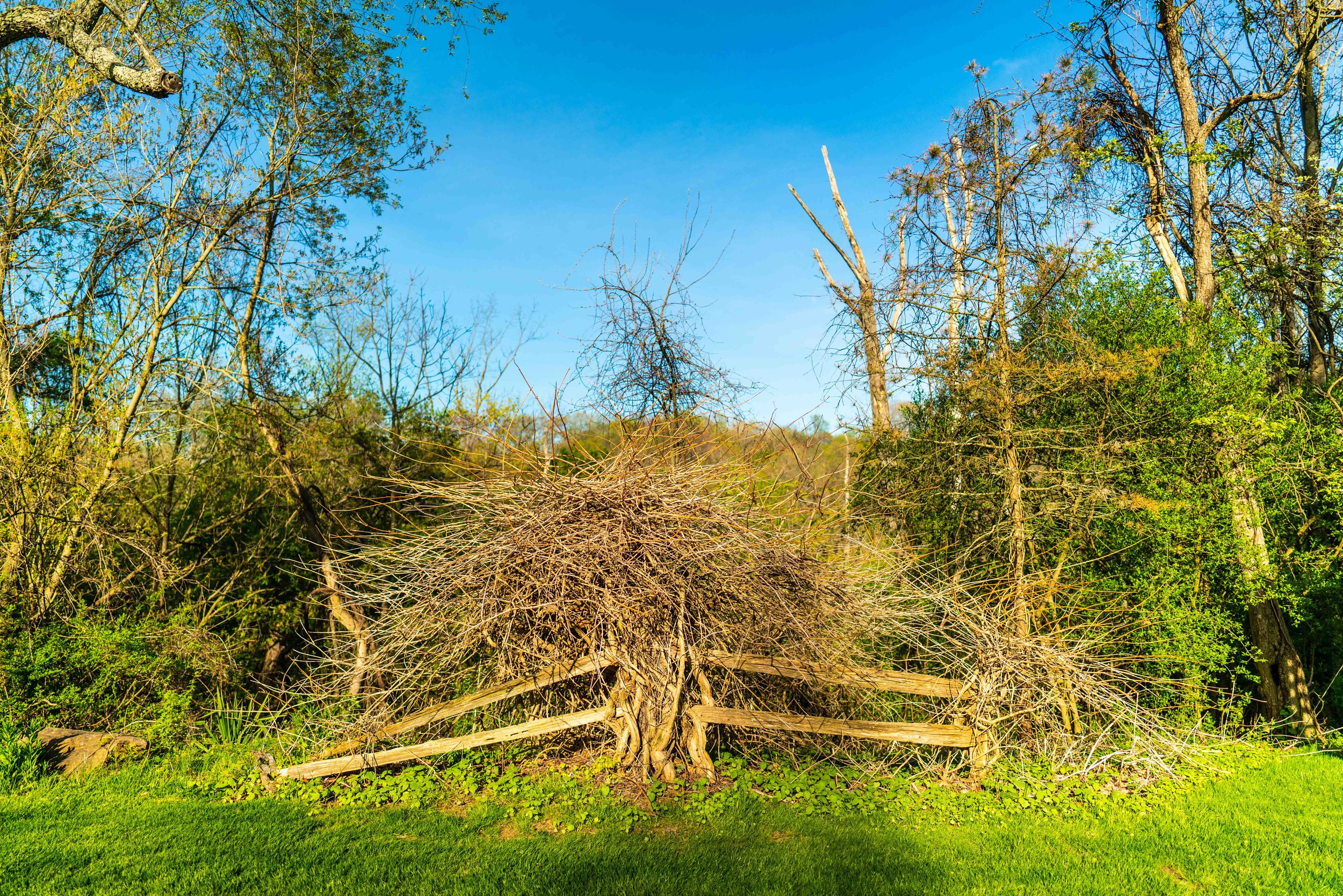 The Garden That Grew 100k-9.jpg