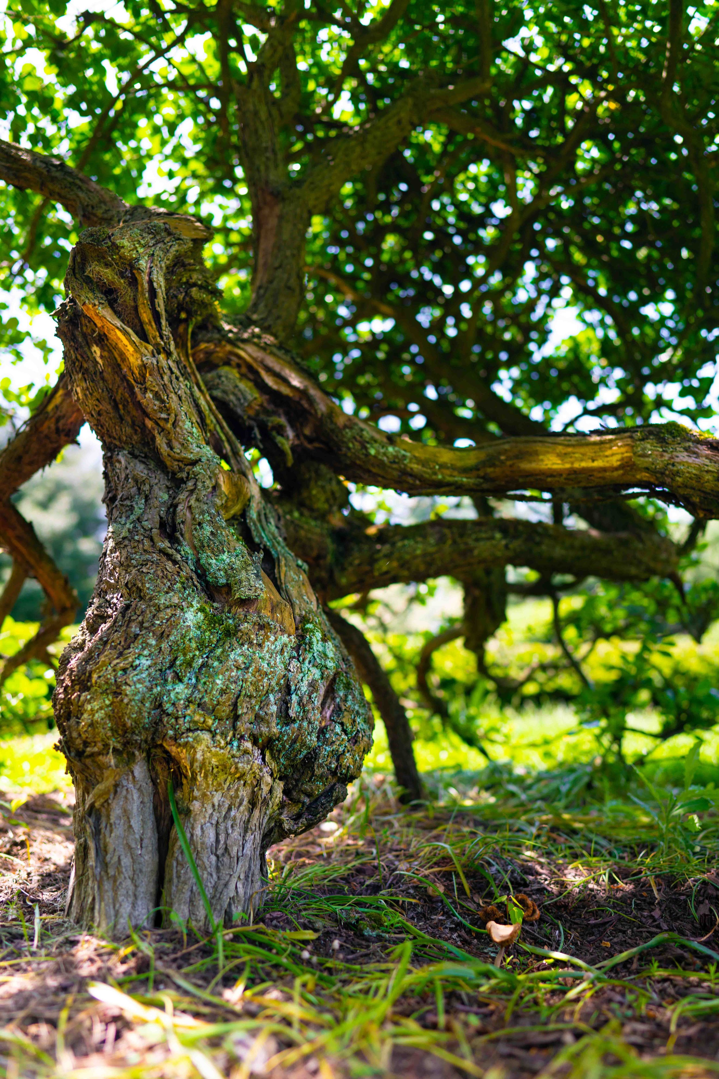 The Garden That Grew 100k-16.jpg