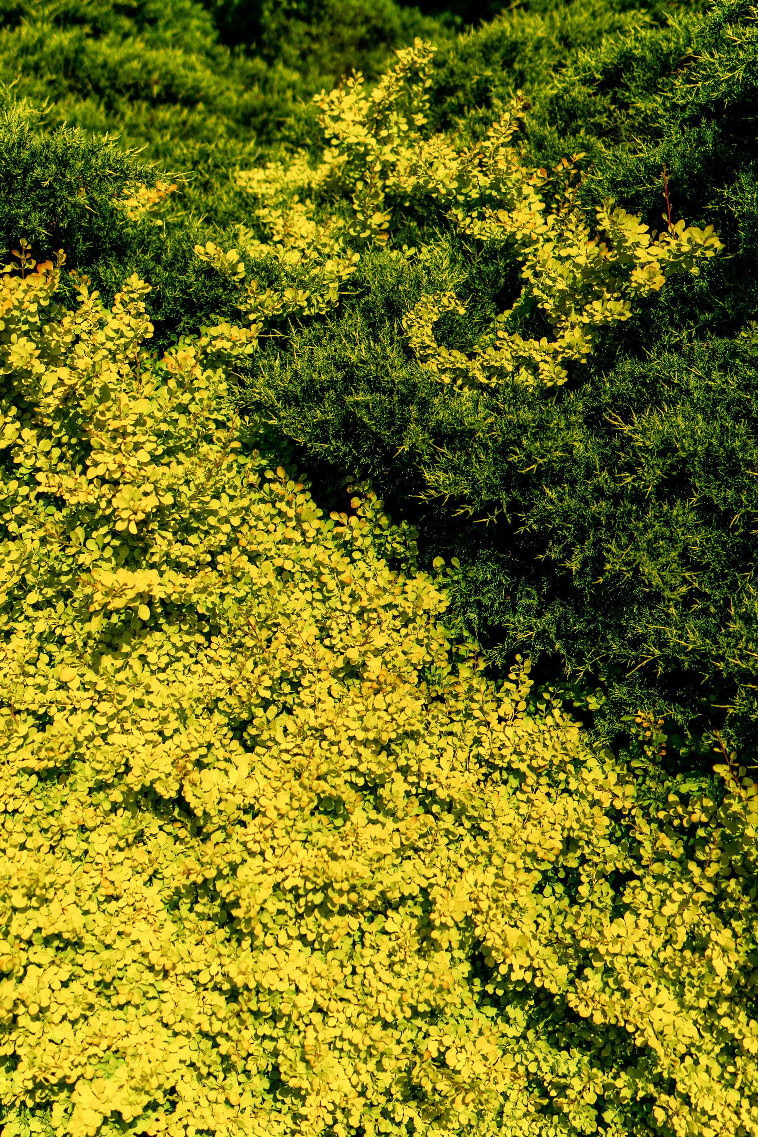 The Garden That Grew 100k-17.jpg