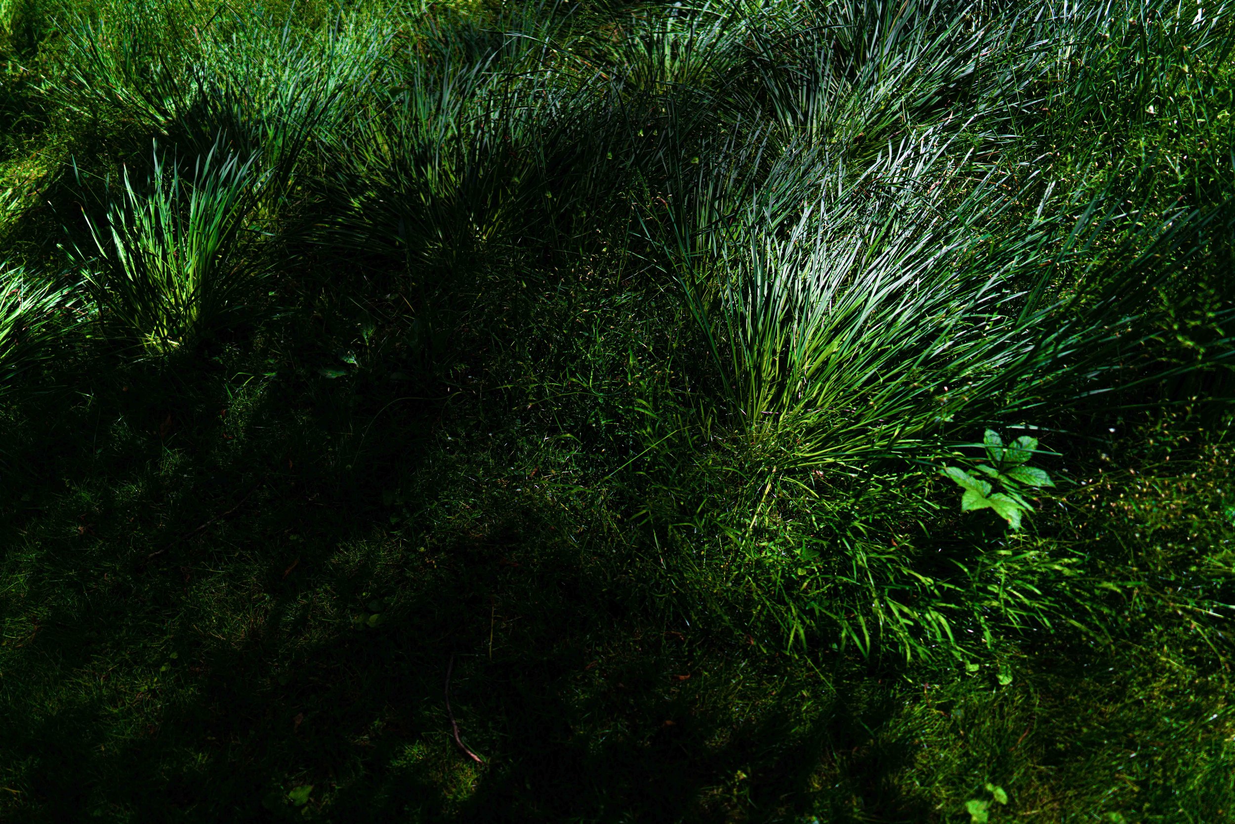 The Garden That Grew 100k-19.jpg