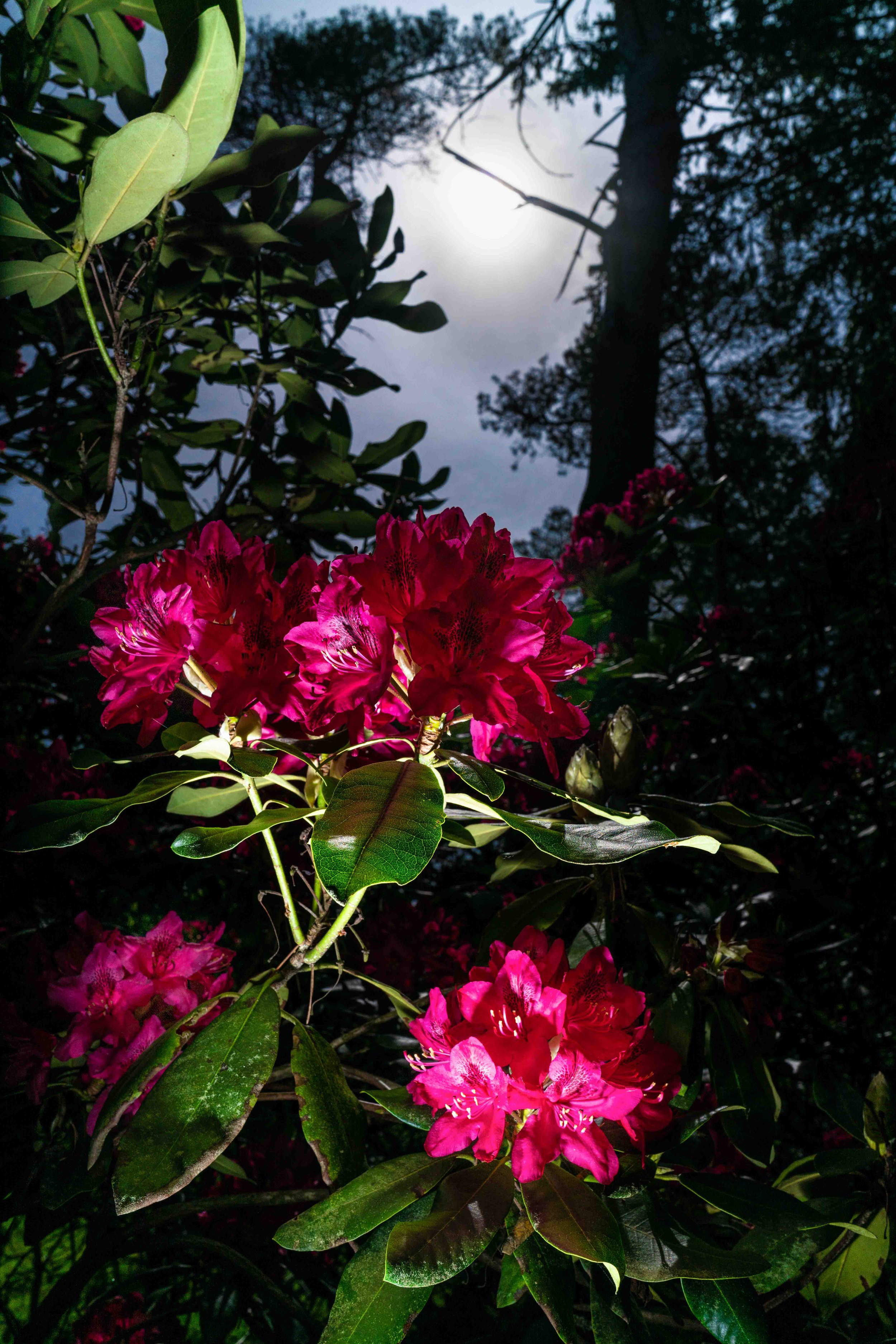 The Garden That Grew 100k-27.jpg