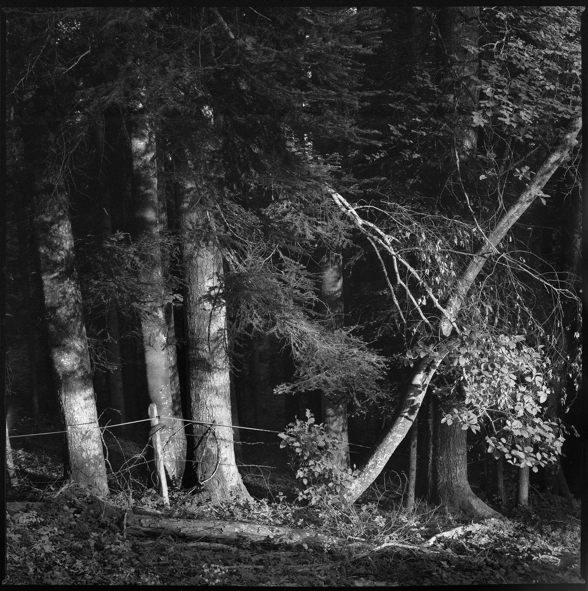 def_Wald_©_christoph_gysin_41.jpg