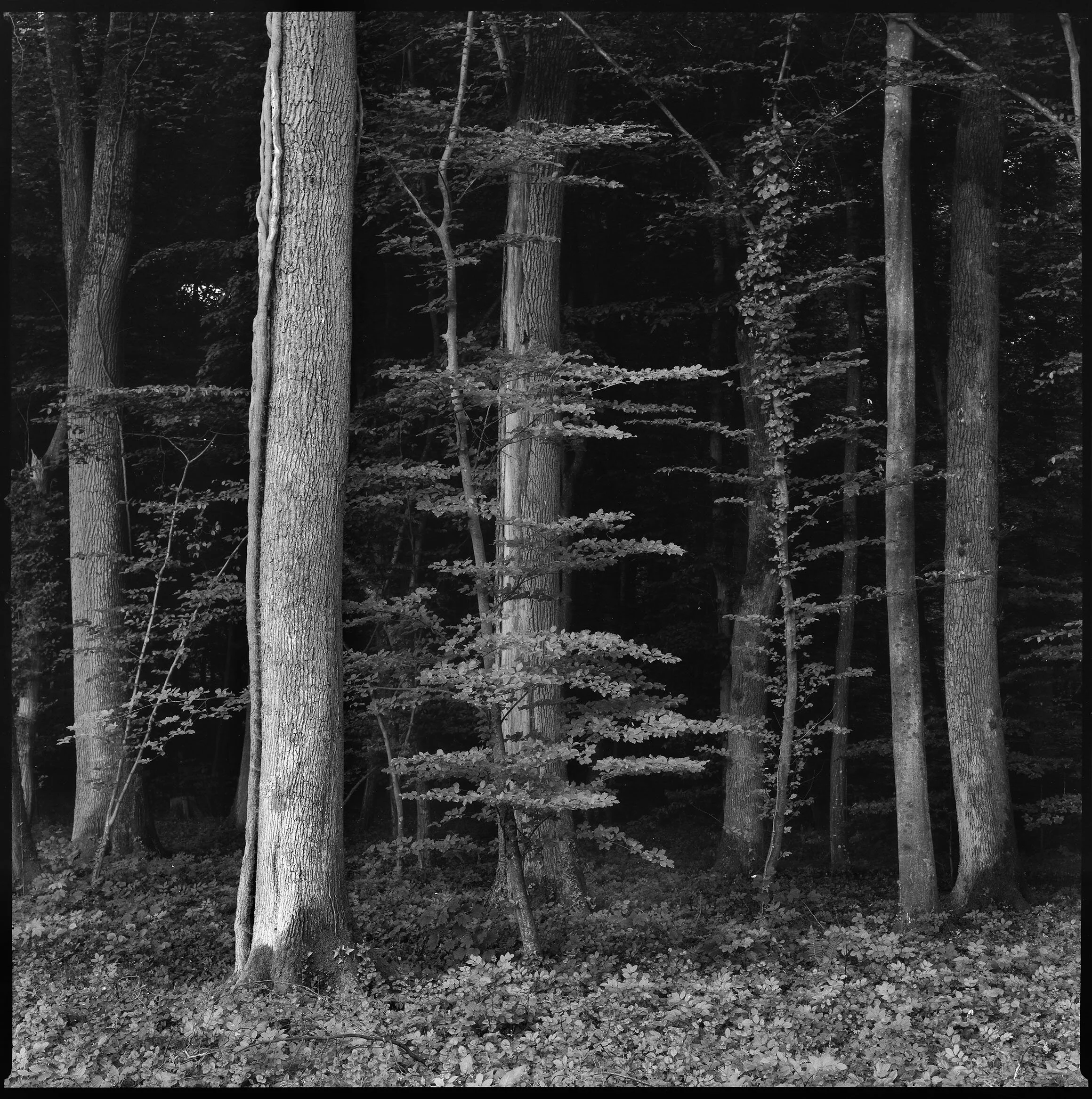 def_Wald_©_christoph_gysin_043.jpg
