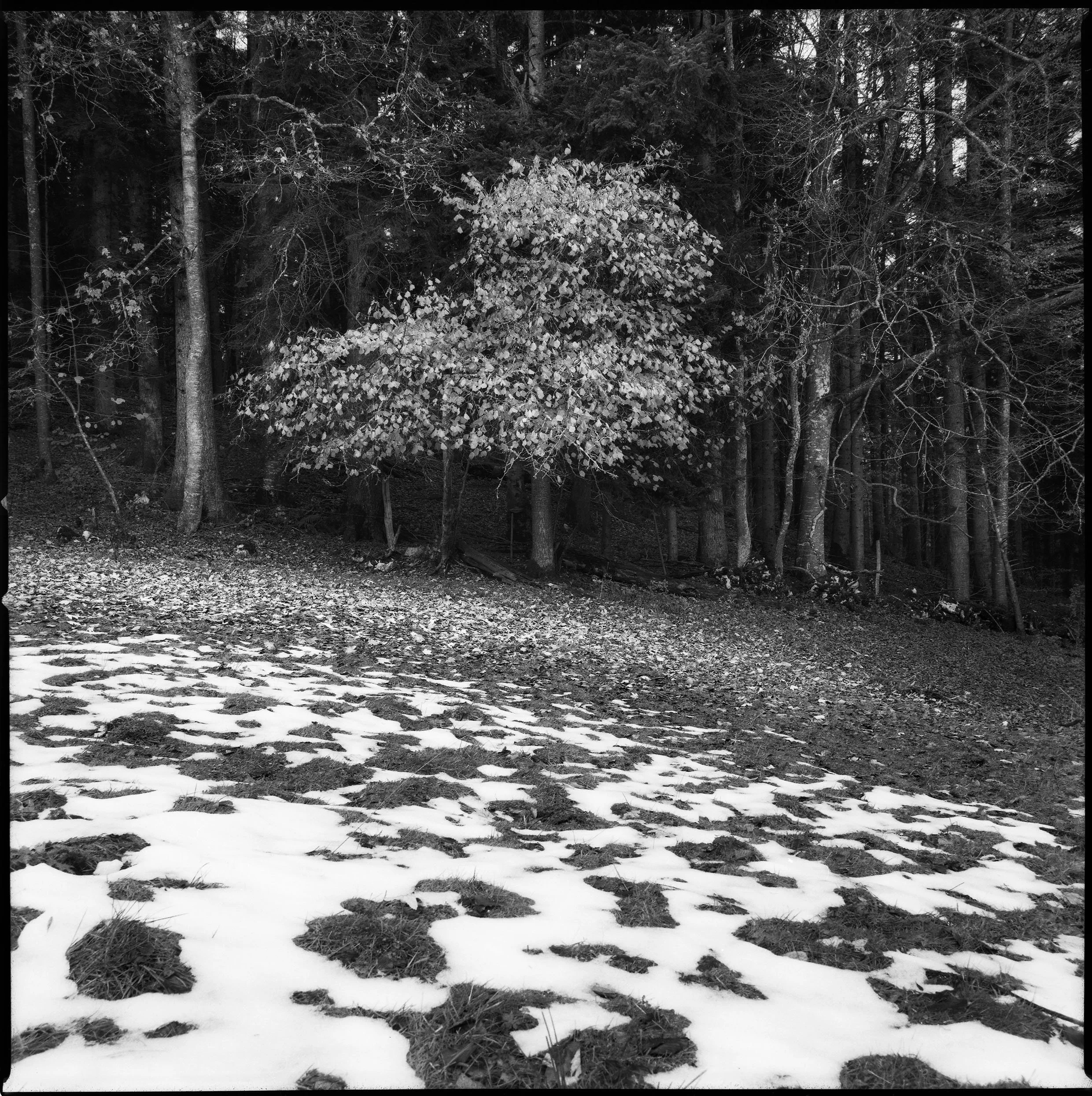fin_01_Baum_Wald_low.jpg
