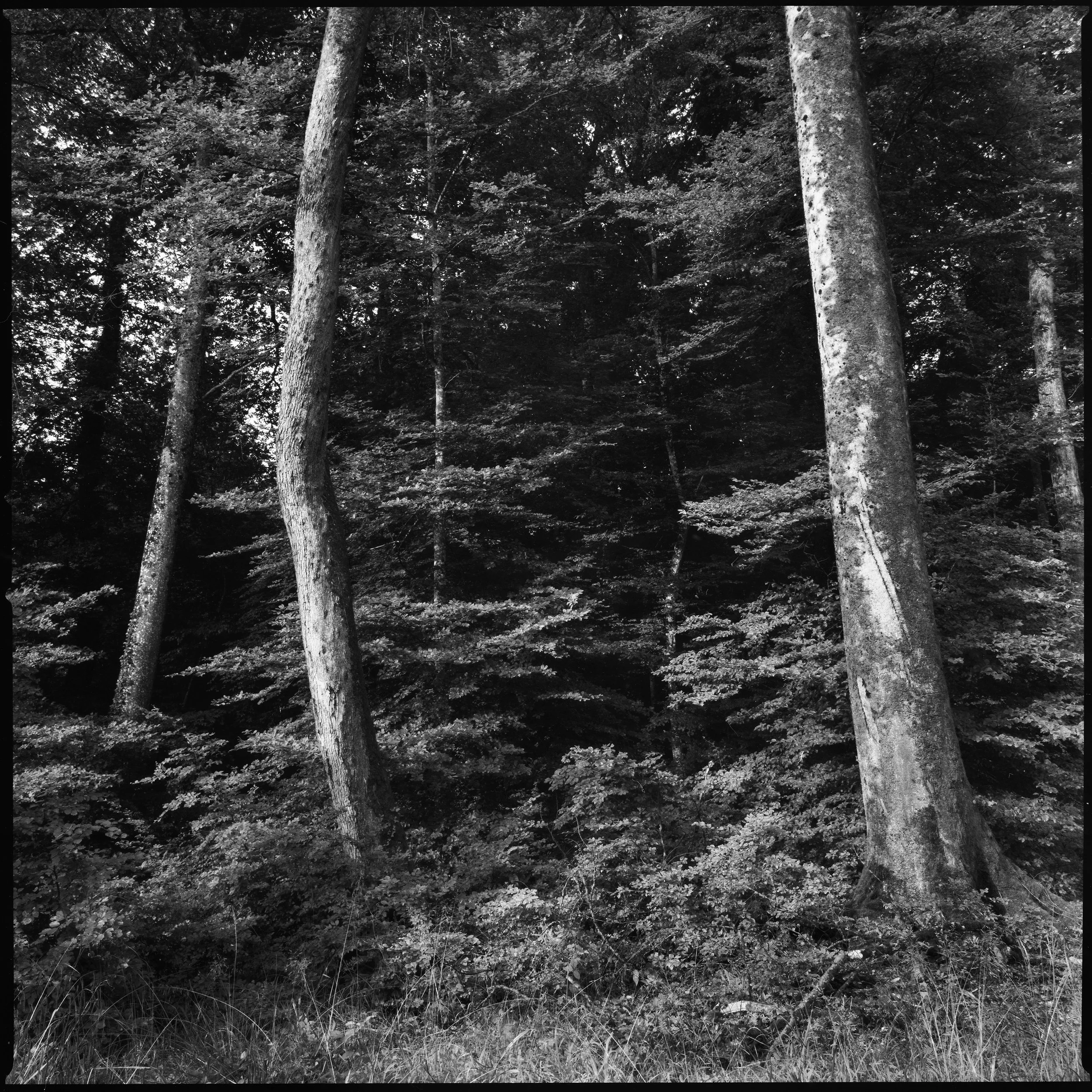 def_Wald026.jpg