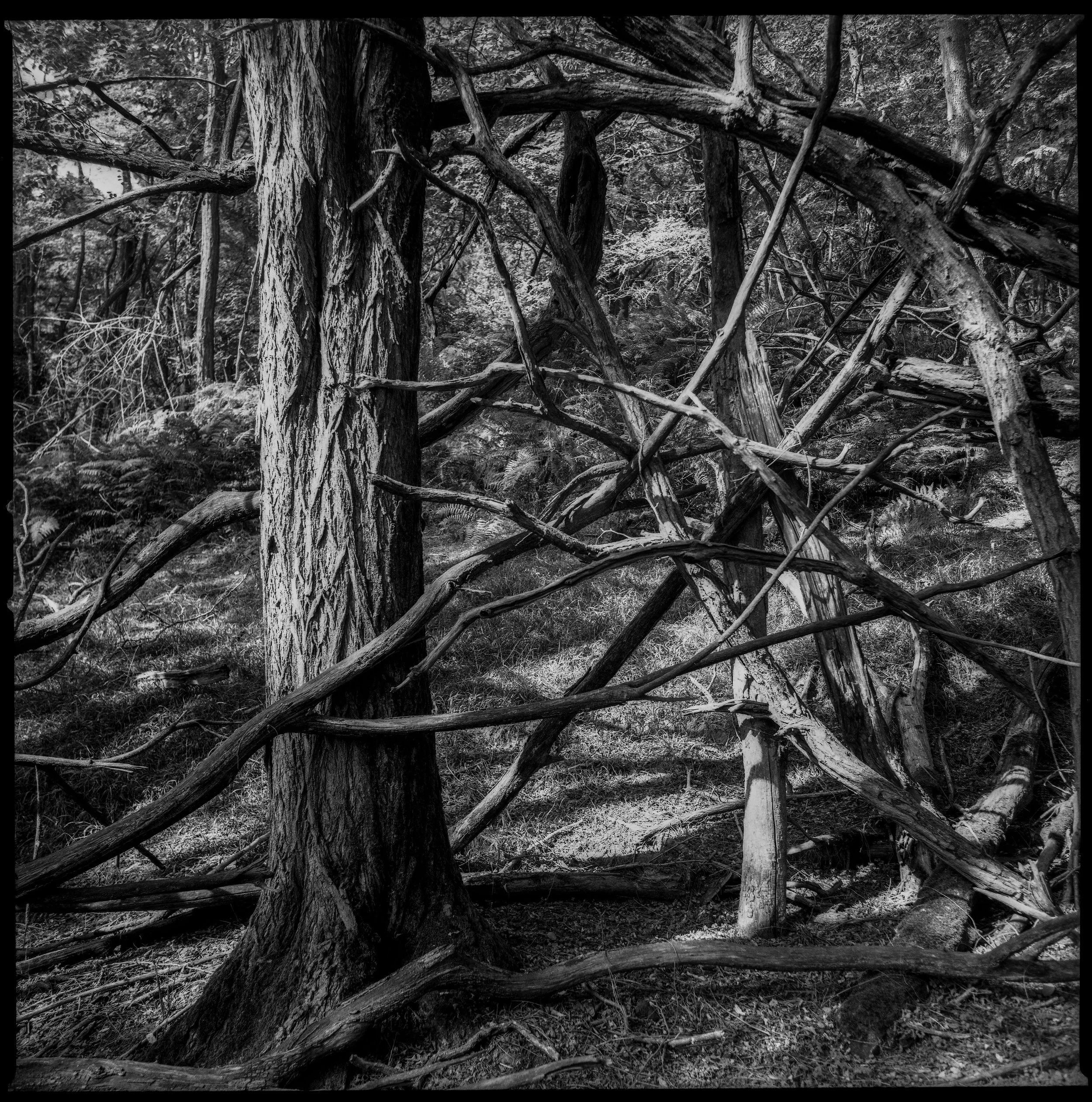 fin_Wald Struktur Elba056.jpg