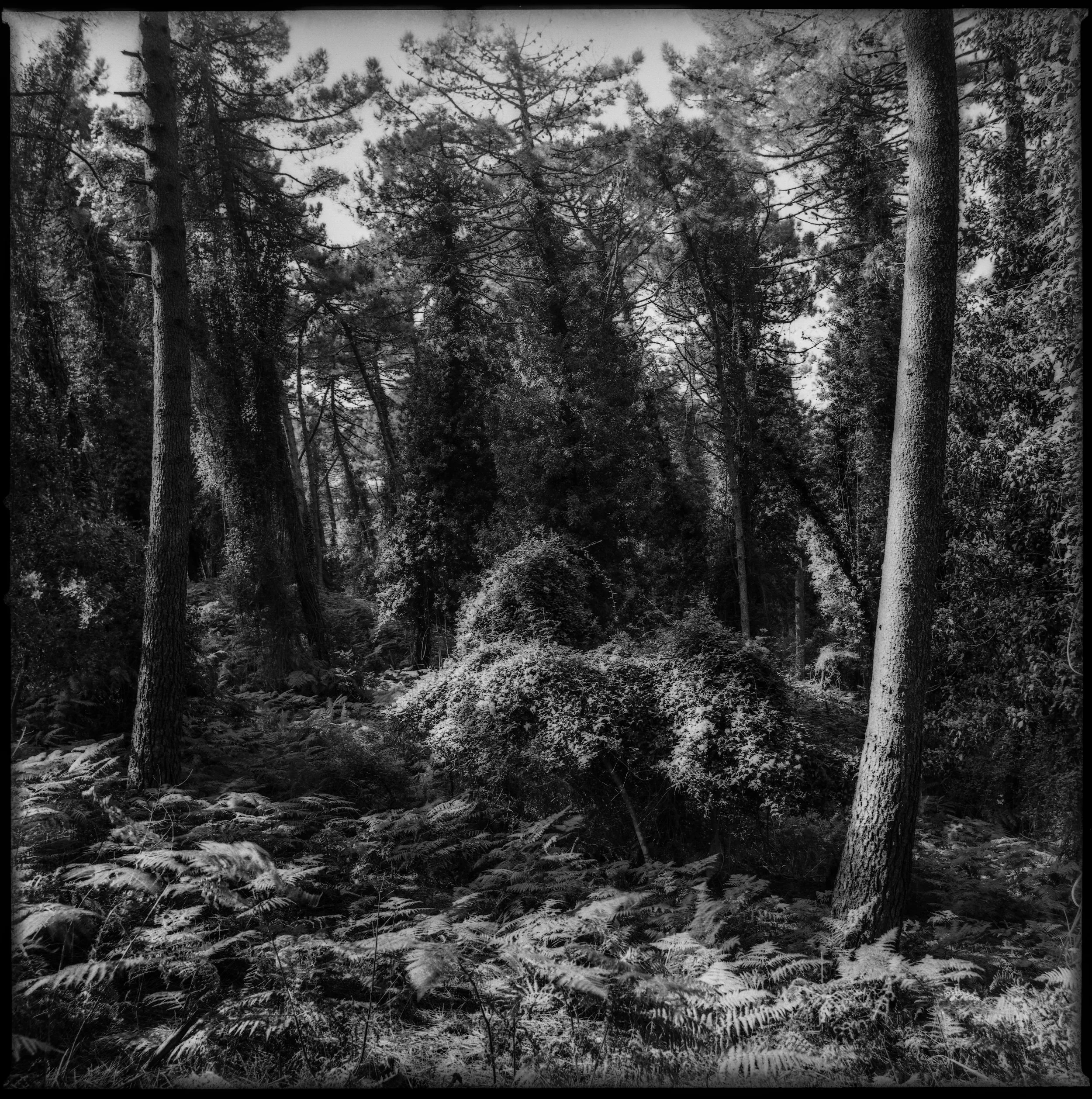 fin_Dichter Wald Elba.jpg