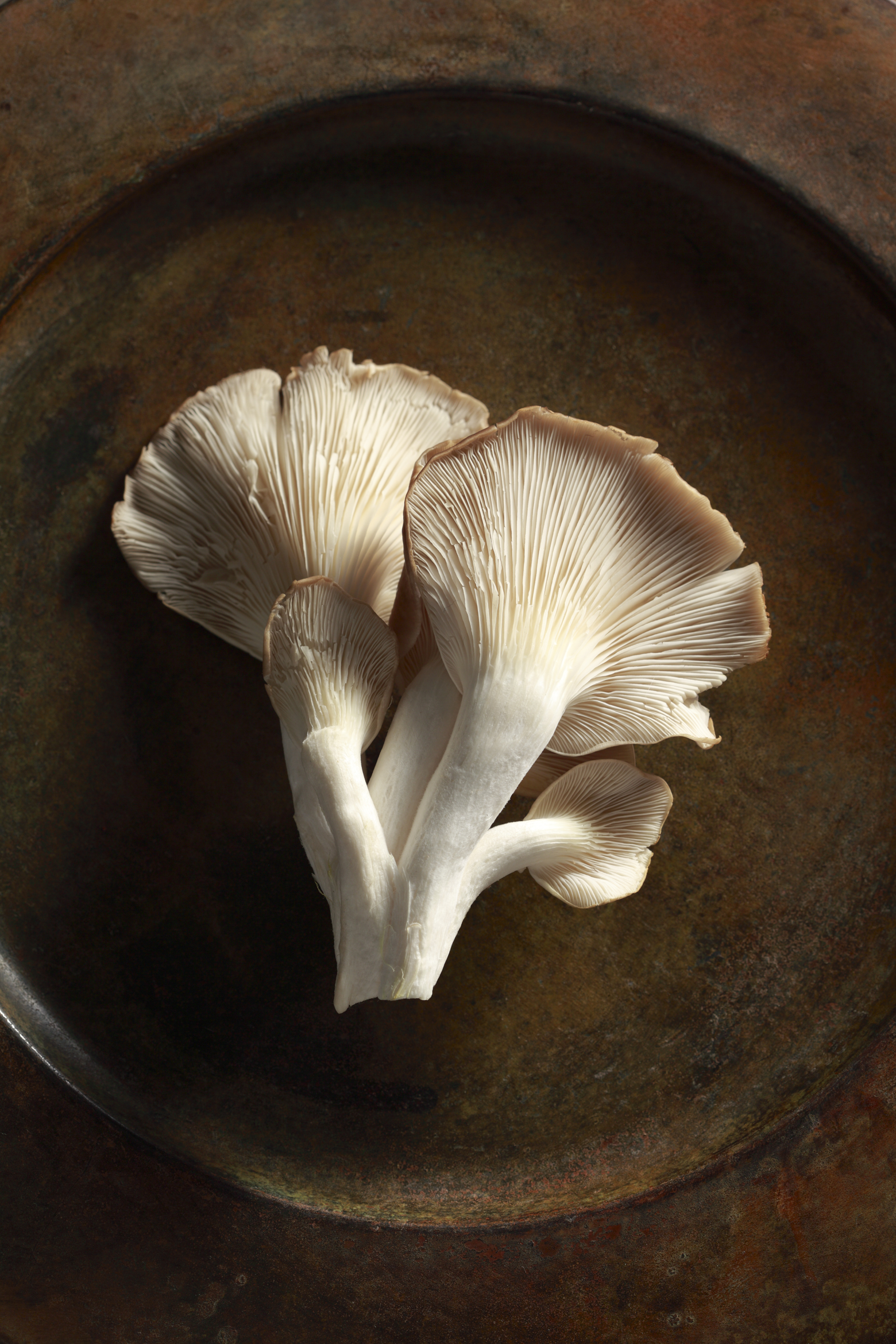 Mushrooms 4.jpg