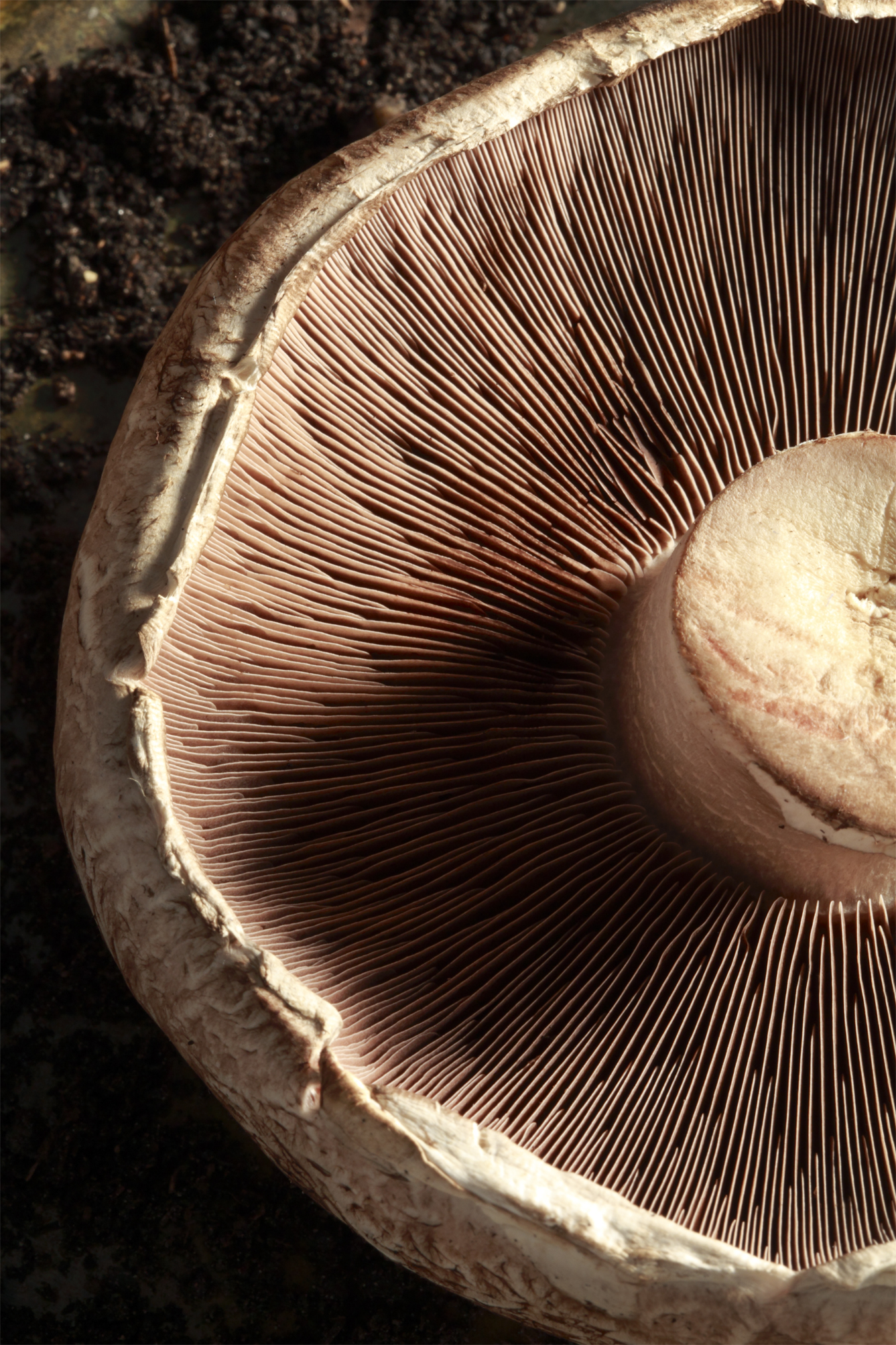 Mushrooms 5.jpg